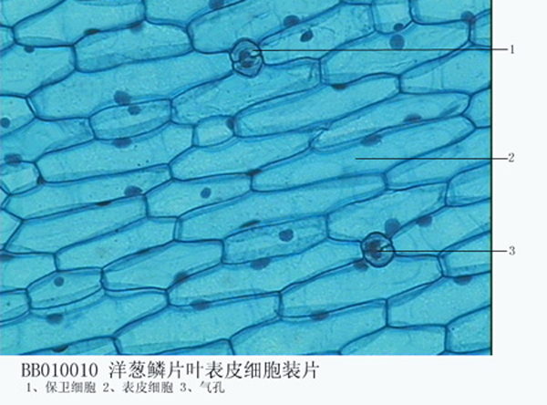 黑龍江洋蔥鱗片葉表皮細胞裝片