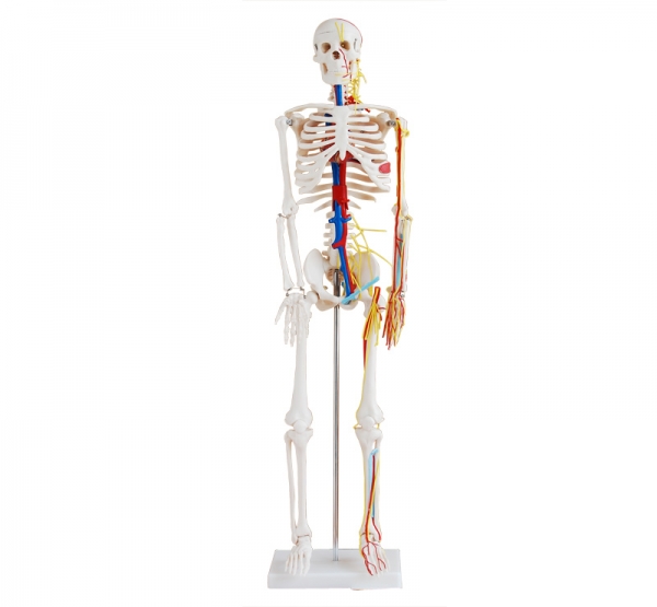 人體骨骼帶心臟與血管模型85CM