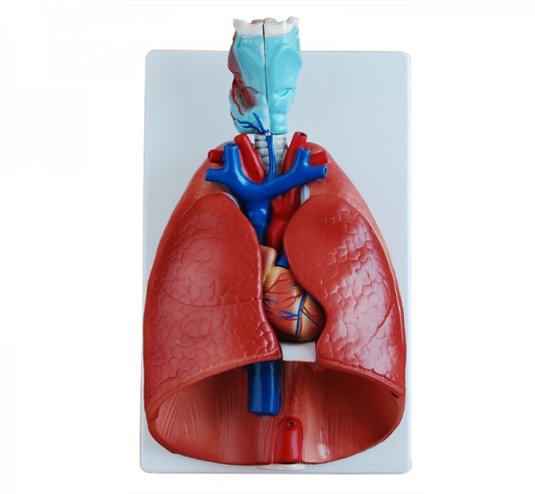 喉、心、肺模型