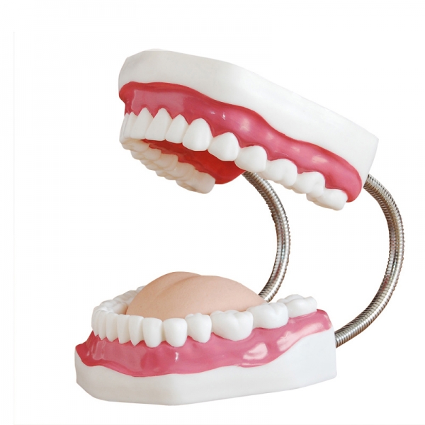 口腔保健護理模型