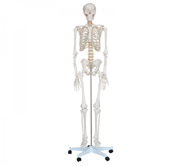 人體骨骼模型180CM